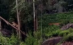 தேயிலைத் தோட்டத்தில் பதுங்கி இருந்த சிறுத்தையை துரத்திய புலி!