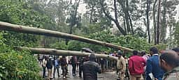 உதகை - கூடலூா் சாலையில் மரம் விழுந்ததால் போக்குவரத்து பாதிப்பு