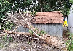 வீட்டின் மீது மரம் விழுந்ததில் மூதாட்டி படுகாயம்
