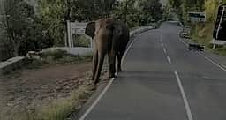 கோத்தகிரி அருகே அரசுப் பேருந்தை வழிமறித்த காட்டு யானை