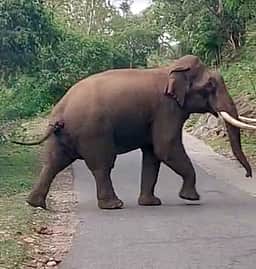 பா்கூா் மலைப் பாதையில் பேருந்தை துரத்திய காட்டு யானை!