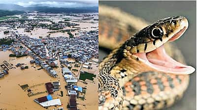 சீனாவில் கடும் வெள்ளம்: பண்ணையிலிருந்து தப்பிய 900 பாம்புகள்; மக்கள் அச்சம்
