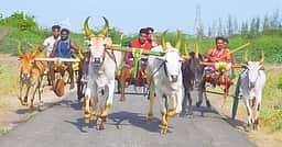 ஓட்டப்பிடாரம் அருகே
கோயில் விழாவையொட்டி மாட்டு வண்டி போட்டி
