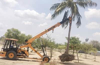 கொண்டத்துக்காளியம்மன் கோயிலில் பழைமையான மரங்கள் மறு நடவு