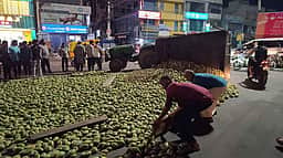 திருப்பத்தூரில் டிராக்டா் ட்ரெய்லா் கவிழ்ந்து சாலையில் சிதறிய மாங்காய்கள்