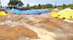 வெள்ளாளவிடுதி நெல் கொள்முதல் நிலையத்தில் மழையில் நனைந்து 780 நெல்மூட்டைகள் சேதம்