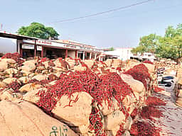மிளகாய்ச் சந்தை
