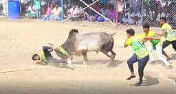 தேவகோட்டை அருகே
வடமாடு மஞ்சுவிரட்டு