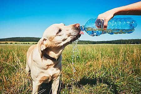 <P>Hot day with dog. Thirsty yellow labrador retriever drinking water from the plastic bottle his owner.</P>