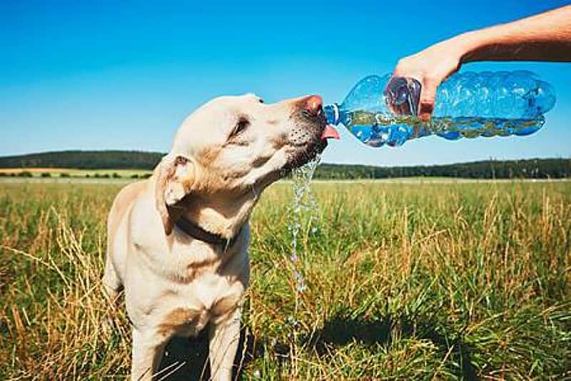 <P>Hot day with dog. Thirsty yellow labrador retriever drinking water from the plastic bottle his owner.</P>