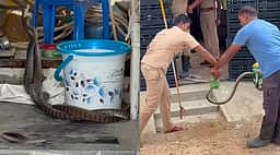 கிருஷ்ணகிரியில் வீட்டுக்குள் புகுந்து நடனமாடிய சாரைப் பாம்புகள்!