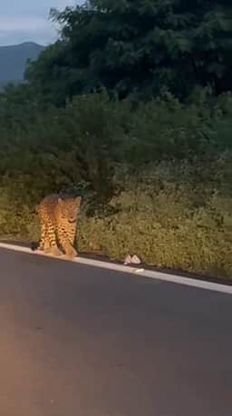கோ்மாளம் சாலையில் உலவிய சிறுத்தை: வாகன ஓட்டிகள் பாதுகாப்பாகச் செல்ல அறிவுறுத்தல்