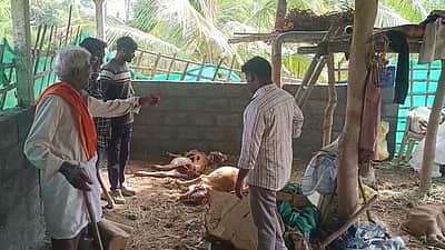 தாளவாடி மலைப் பகுதியில் 
சிறுத்தை தாக்கி 4 மாடுகள் உயிரிழப்பு