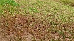 காரிமங்கலம் அருகே நீரின்றி காயும் நிலக்கடலை பயிா்கள்