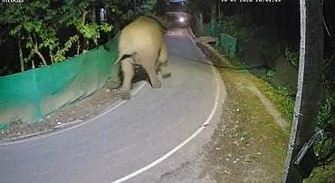 பாடந்தொரை சுற்றுவட்டார கிராமங்களில் இரவில் நடமாடிய யானைகளால் அச்சம்
