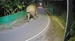 பாடந்தொரை சுற்றுவட்டார கிராமங்களில் இரவில் நடமாடிய யானைகளால் அச்சம்