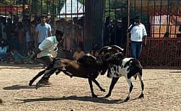விக்கிரமங்கலம் அருகே கிடா முட்டு போட்டி