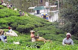 குன்னூரில் 25 லட்சம் கிலோ தேயிலை விற்பனை