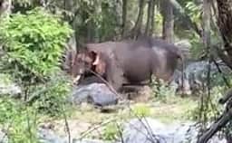 கடம்பூா் மலைப் பகுதியில் கடும் வெயில்: வன ஓடையில் இளைப்பாறும் யானைகள்