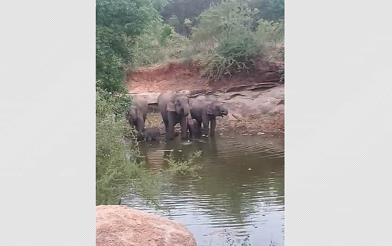 Wild elephants, along with their calves, have camped near Periyanayakkanpalayam