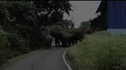உதகை அருகே மஞ்சகொம்பை பகுதியில் சாலையில் முகாமிட்ட காட்டு யானைகள்