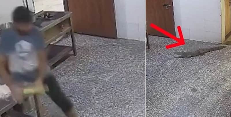 Crocodile strolls into Kota hostel mess, cooks flee in panic