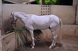 திருமலை தேவஸ்தான கோசாலைக்கு வழங்கப்பட்ட ஆண் குதிரை உயிரிழப்பு