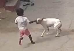 மூன்றரை வயதுக் குழந்தையை கடித்து குதறிய நாய்