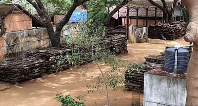 திருப்பத்தூா் சந்தன மரக் கிடங்கில் ரூ.50 லட்சம் செம்மரக் கட்டைகள் கடத்தல்