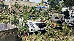 ஆட்சியா் அலுவலகத்தில் மரம் விழுந்து வாகனங்கள் சேதம்