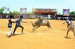 மேலூா் அருகே வடமாடு மஞ்சுவிரட்டு