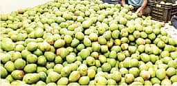 தோத்தாபுரி மாம்பழ விவசாயிகளுக்கு விலை குறைபாட்டு இழப்பீட்டுத் திட்டம்: வேலூா் ஆட்சியா்