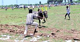 பொய்யலூரில் மஞ்சுவிரட்டு