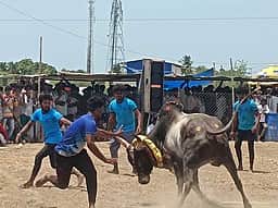 நம்புதாளையில் வடமாடு மஞ்சு விரட்டு