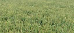 குறிஞ்சிப்பாடி வட்டாரத்தில் நெல் பயிரில் செம்பேன் நோய்த் தாக்குதல்!