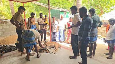 குடியிருப்பில் நுழைந்த மான் மீட்பு