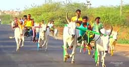 தூத்துக்குடி அருகே மாட்டுவண்டி போட்டி
