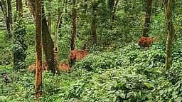 கூடலூா் அருகே காபி தோட்டத்தில் 
காட்டு யானைகள் உலவுவதால் அச்சம்