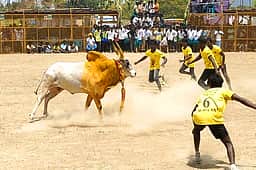 எஸ். புதூரில் வடமாடு மஞ்சுவிரட்டுப் போட்டி