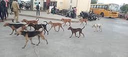 கும்பகோணத்தில் 2 ஆயிரம் 
நாய்களுக்கு கருத்தடை