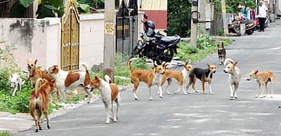 நாளுக்கு நாள் அதிகரிக்கும் தெரு நாய்கள் பிரச்னை! கட்டுப்படுத்த முடியாமல் திணறும் சென்னை மாநகராட்சி!!