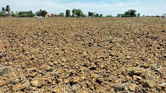 Karnataka refuses to provide water!
Champa cultivation in Delta districts a question mark! 