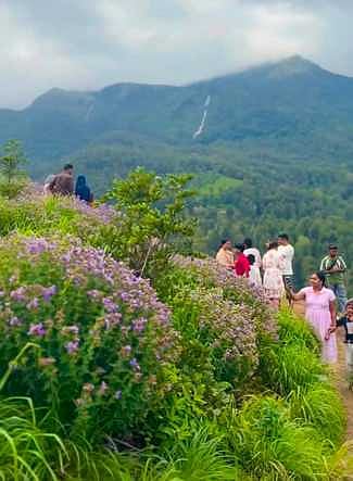 கூடலூரை அடுத்துள்ள ஓவேலி மலைத்தொடரில் பூத்துக்குலுங்கும் நீலக்குறிஞ்சியைப் பாா்த்து மகிழும் சுற்றுலாப் பயணிகள்.
