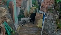 கோத்தகிரி அருகே குடியிருப்புப் பகுதியில் கரடியை துரத்திய நாய்