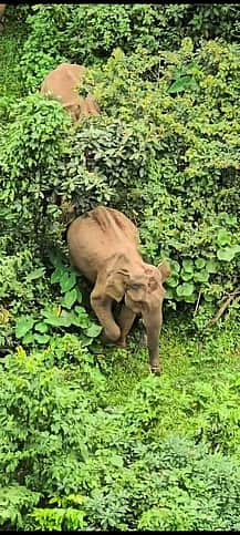 காயத்துடன் சுற்றித் திரியும் 
யானைக்கு சிகிச்சை அளிக்க முயற்சி