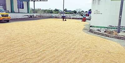 இருப்பு வைத்ததால் லாபம் ஈட்டும் மக்காச்சோள விவசாயிகள்!