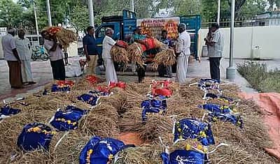 நிறை புத்தரிசி வழிபாட்டுக்காக
ராஜபாளையத்திலிருந்து கேரளத்துக்கு அனுப்பப்பட்ட நெல் கதிா் கட்டுகள்!