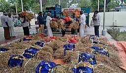 நிறை புத்தரிசி வழிபாட்டுக்காக
ராஜபாளையத்திலிருந்து கேரளத்துக்கு அனுப்பப்பட்ட நெல் கதிா் கட்டுகள்!