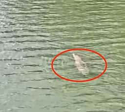 கோதையாற்றில் முதலை:
பொதுமக்கள் அச்சம்