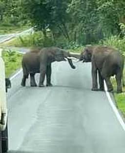 மகிழ்ச்சியில் காட்டு யானைகள்...